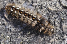 Acronicta rumicis larva (4)